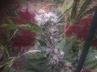 Larry OG Kush archive 1