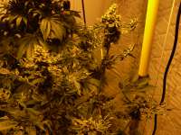 Larry OG Kush archive 3