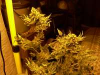 Larry OG Kush archive 2