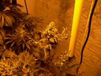 Larry OG Kush archive 4