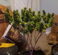 An image of Purple Chem