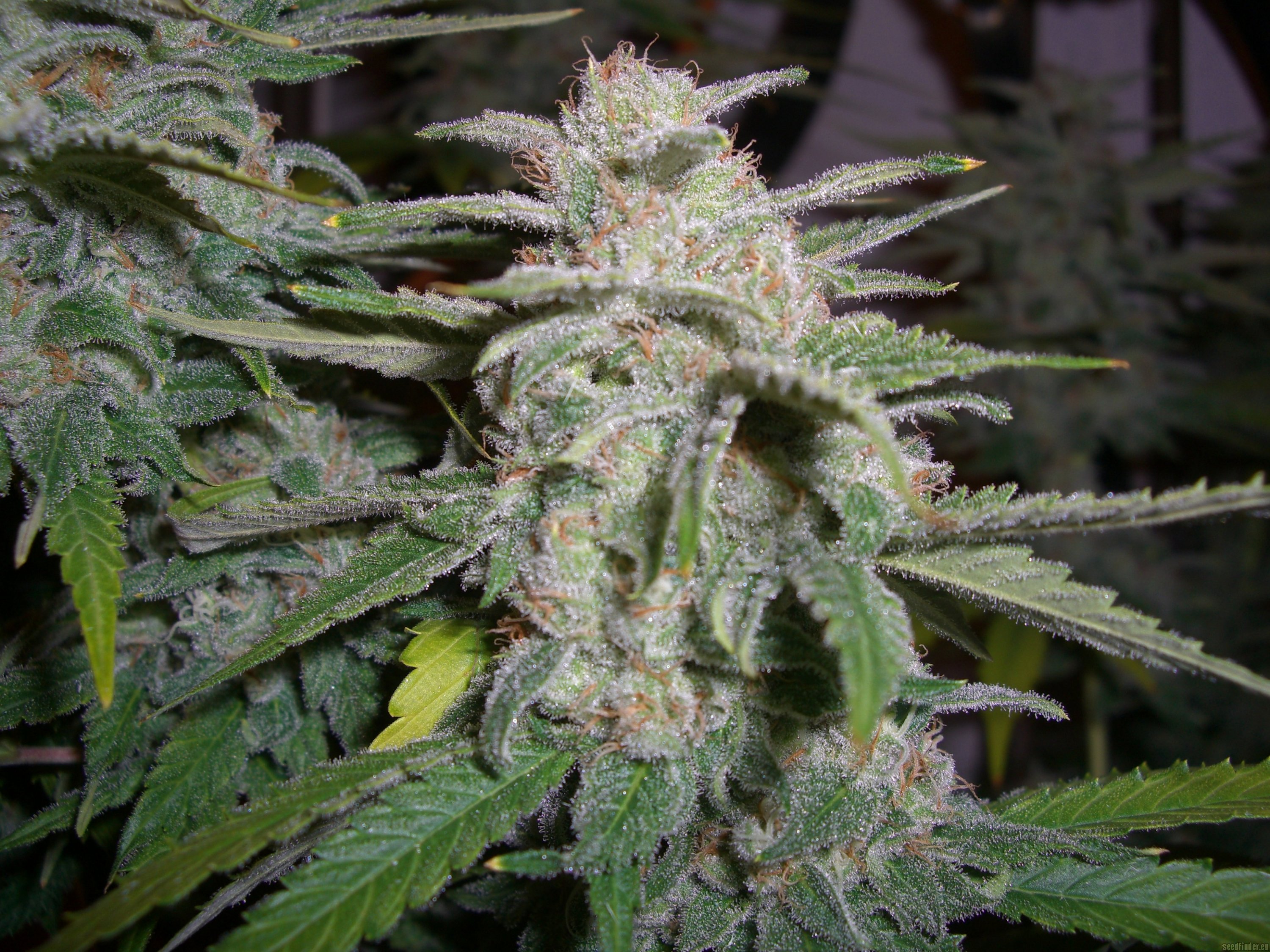 Raskal’s OG Kush flowering cannabis, as labeled by the cited photo source