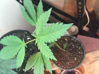 SFV OG Kush: strain page photo, credit seedfinder.eu, copyright status shown with credit copyright unverified
