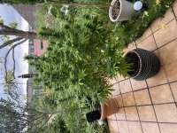 Sour OG: strain page photo, credit seedfinder.eu, copyright status shown with credit copyright unverified