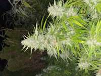 Sour OG: strain page photo, credit seedfinder.eu, copyright status shown with credit copyright unverified