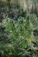 An image of Casey Jones