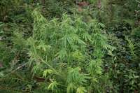 An image of Casey Jones