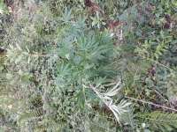 An image of Casey Jones