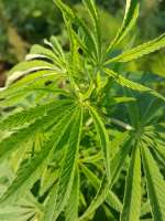 An image of Casey Jones