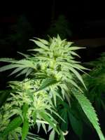 Casey Jones: strain page photo, credit seedfinder.eu, copyright status shown with credit copyright unverified