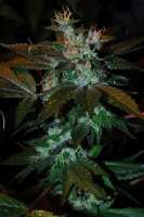 Fallen Angel archive 4