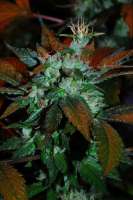 Fallen Angel archive 5