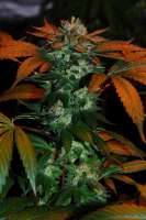 Fallen Angel archive 3