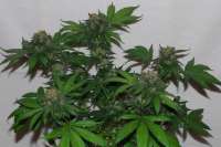 Fallen Angel archive 2