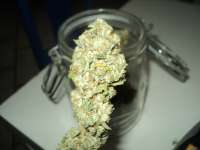 Rollex OG Kush: strain page photo, credit seedfinder.eu, copyright status shown with credit copyright unverified
