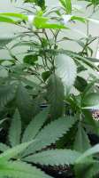 Shoreline: strain page photo, credit seedfinder.eu, copyright status shown with credit copyright unverified