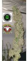 Shoreline: strain page photo, credit seedfinder.eu, copyright status shown with credit copyright unverified