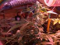 An image of Strawberry Sour Diesel
