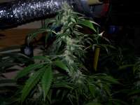 An image of Strawberry Sour Diesel