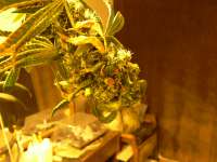 An image of Strawberry Sour Diesel