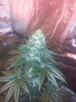 An image of Strawberry Sour Diesel