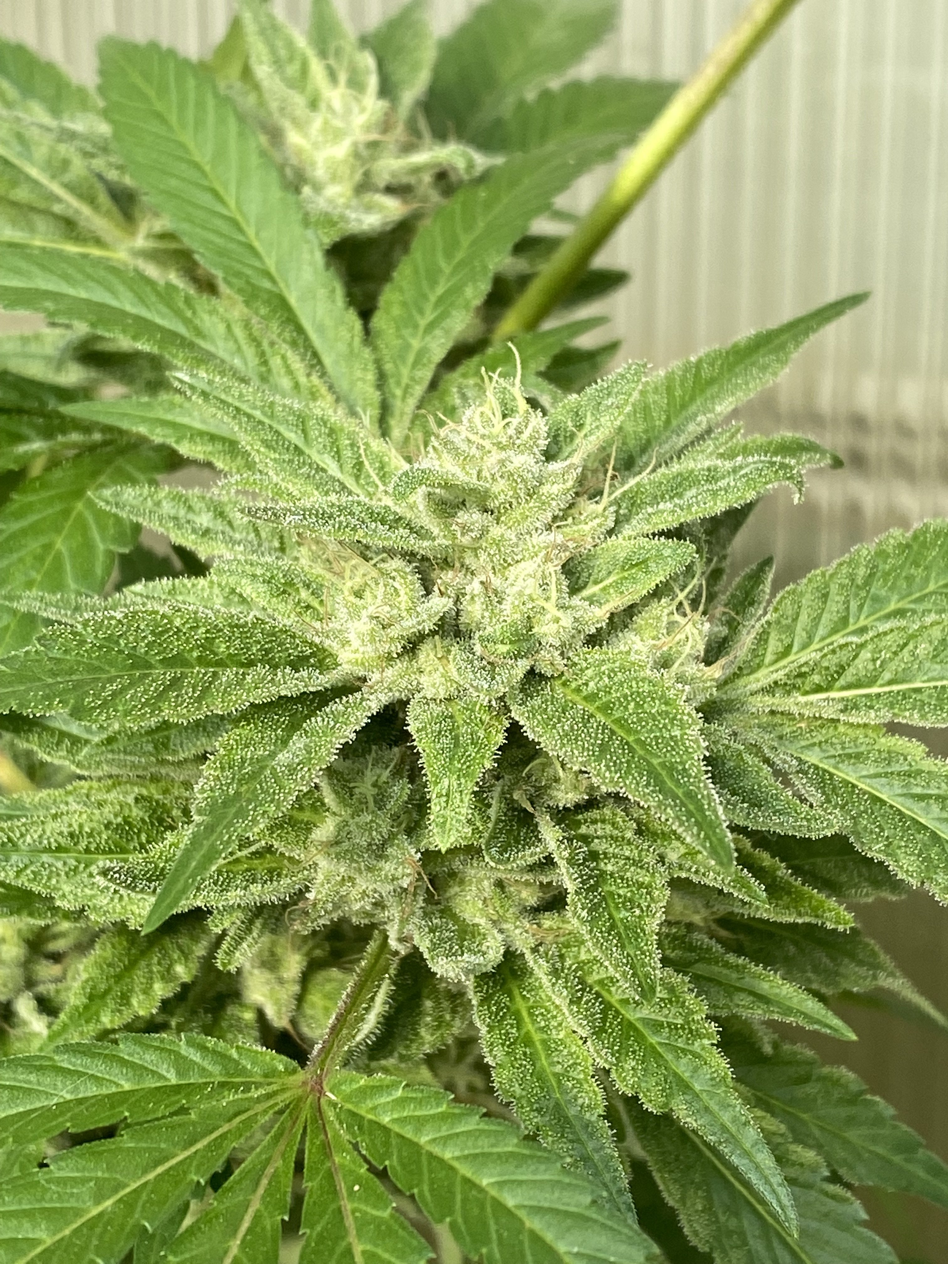 Gorilla Lime OG
