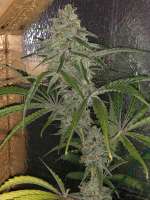 Lap Cheong archive 4