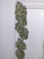 Lap Cheong archive 3