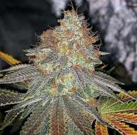 Lap Cheong archive 1