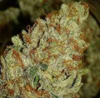 Lap Cheong archive 2