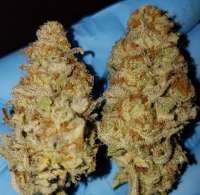 Sausage Berry archive 1