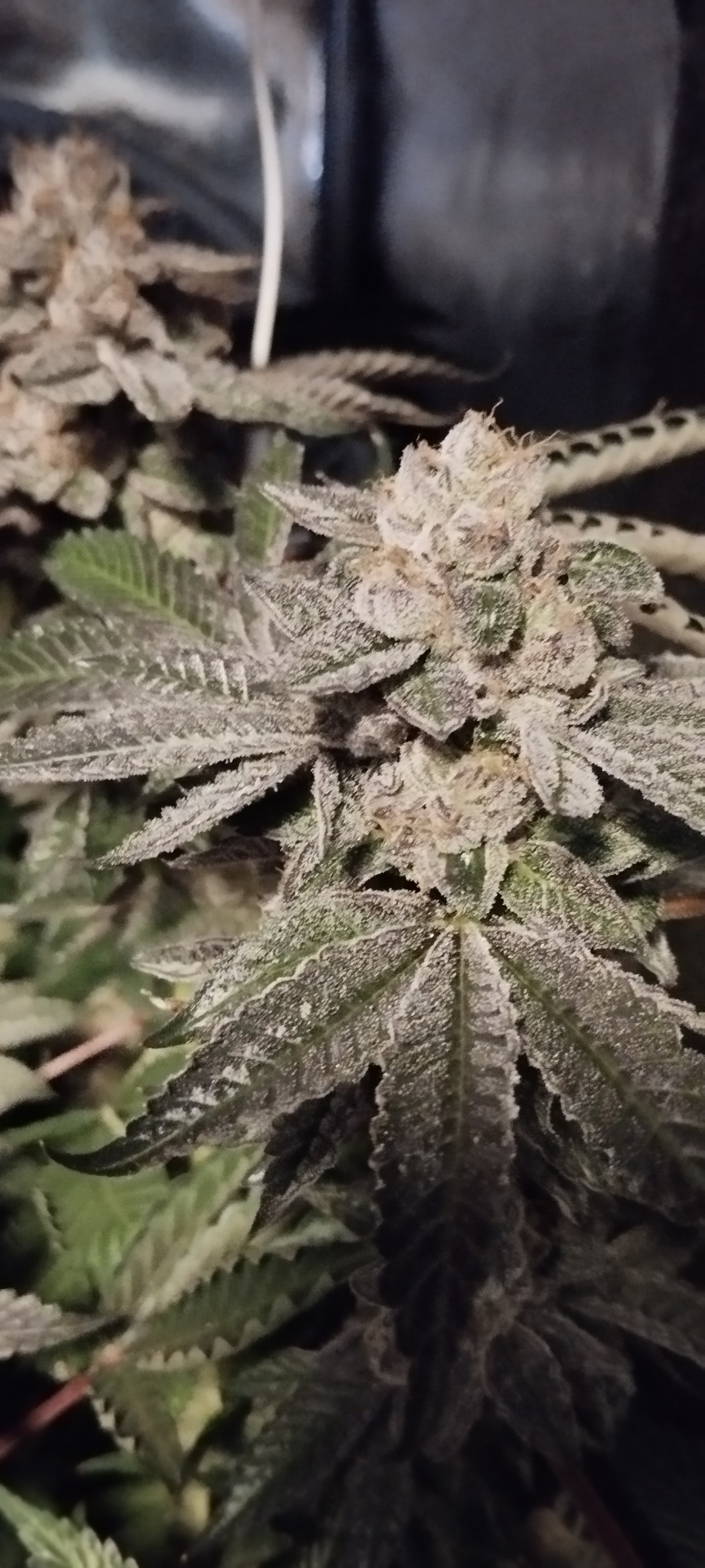 Bruntz flowering cannabis, as labeled by the cited photo source