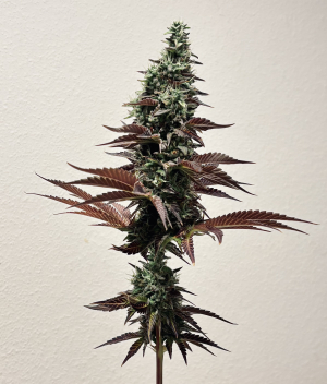 An image of Black Cream