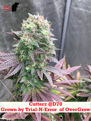 An image of Cutterz