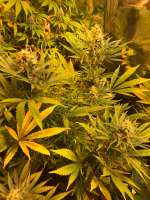 Afghaan 90 archive 1