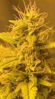 California Orange: strain page photo, credit seedfinder.eu, copyright status shown with credit copyright unverified