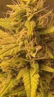 California Orange: strain page photo, credit seedfinder.eu, copyright status shown with credit copyright unverified