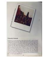 An image of Ruderalis