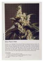 An image of Silver Pearl x Haze