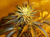 3X Platinum archive 3