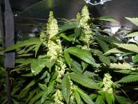 3X Platinum archive 1