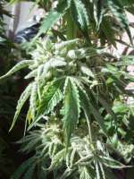 3X Platinum archive 2