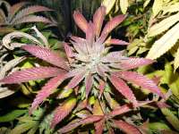 Alien Dawg archive 2