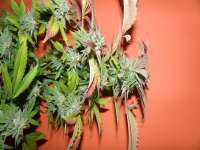 Alien Dawg archive 4