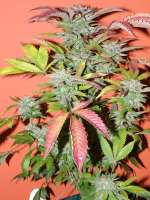 Alien Dawg archive 3