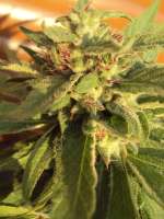 Pink Kush: strain page photo, credit seedfinder.eu, copyright status shown with credit copyright unverified