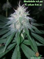 An image of Bubblestar Galactica