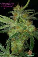 An image of Strawberry Supreme