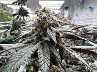 An image of Cherry Pie Breath