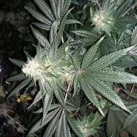 Electric Snowman archive 1